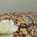 High quality broad bean / fava bean / faba bean for canning